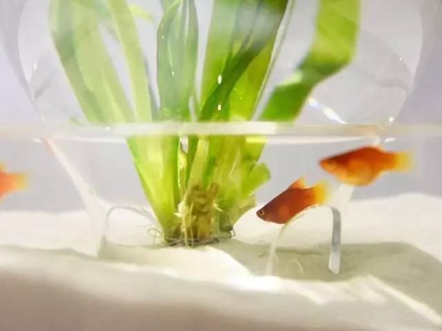 精美3d打印創(chuàng)意作品圖片欣賞 你見(jiàn)過(guò)3D打印的魚(yú)缸么?
